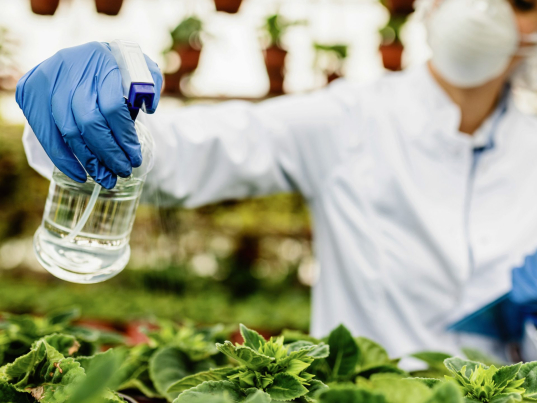Close-up biologist spraying potted flowers with nutritional fertilizes in a plant nursery.